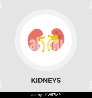Human Kidney icon vector. Flat icon isolated on the white background. Editable EPS file. Vector illustration. Stock Vector