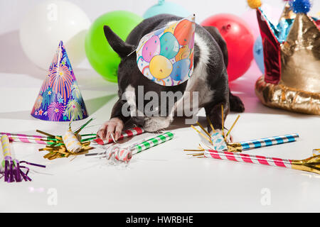 Sad Boston terrier on her birthday party. Colorful balloons, hats, flutes isolated on white. Pouting dog in front of the camera. Birthday girl. Stock Photo