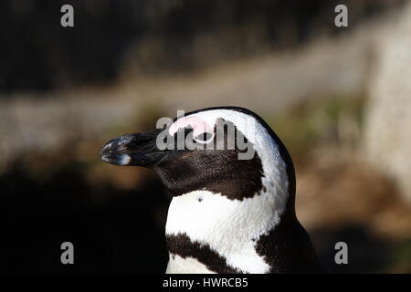 The African penguin being off his legs Stock Photo