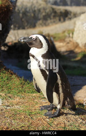 The African penguin being off his legs Stock Photo