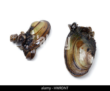 Two anodontas (river mussels) overgrown with small mussels. Isolated on white background. Stock Photo