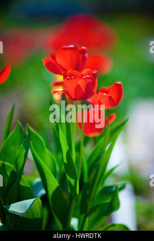 Red tulips brightly lit by the sun. Tulips in the spring. Shallow depth of field. Selective focus. Vertical shot. Stock Photo