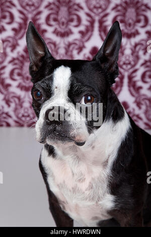 Adorable Boston terrier posing on a damask background in the studio. Dog Photography. Stock Photo