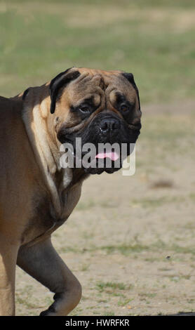 Cute bullmastiff posing for a side view as he strolls by. Stock Photo