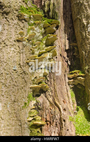 Bracket fungus on an old tree trunk, Derwentwater, Lake District, Cumbria, England Stock Photo
