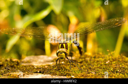 Southern Hawker dragonfly laying eggs Stock Photo