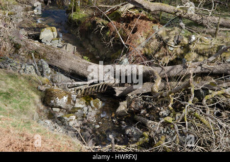 Tree trunks fallen over a stream Stock Photo