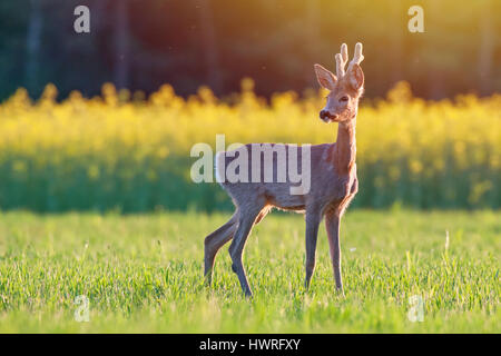 Wild roe deer in a field at sunset Stock Photo
