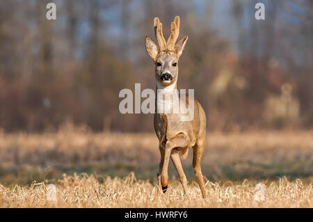 Wild roe buck standing in a field Stock Photo