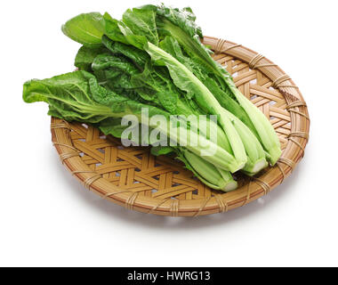 takana, brassica juncea var integrifolia, japanese leaf vegetable Stock Photo