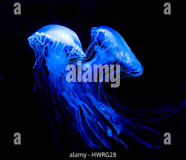 An Atlantic nettle jellyfish Stock Photo