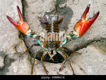 An aggressive Red Signal Crayfish Stock Photo