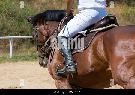 Walk with thoroughbred horse. Stock Photo