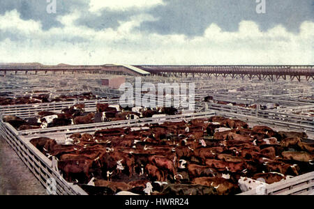 Union Stock Yards, Chicago, circa 1907 Stock Photo