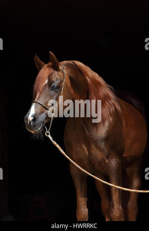 Head shot of a bay arabian horse against a dark stable background Stock Photo