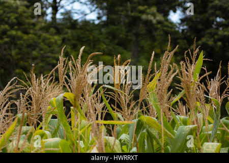 The heads of corn maze in a farmers field with dense tree back ground. Stock Photo