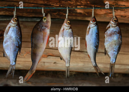 fish drying on rope Stock Photo