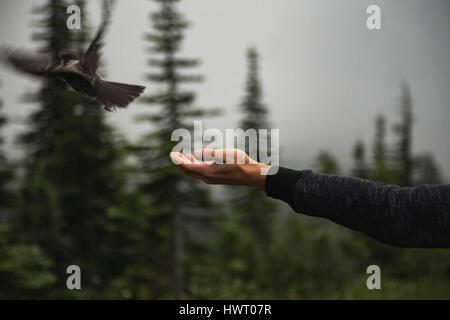 Cropped hand of man reaching towards bird flying in forest Stock Photo