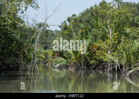 Bangladesh, The Sundarbans, Sundarban National Park in the Harbaria area. Typical nipa palm aka Golpata (Nipa fruticans) lined canals. Palms harvested Stock Photo