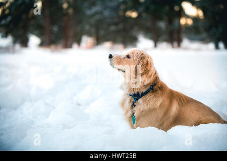 Side view of Golden Retriever sitting on snow covered field Stock Photo