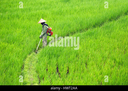 Side view of farmer spraying insecticide on crops in farm Stock Photo