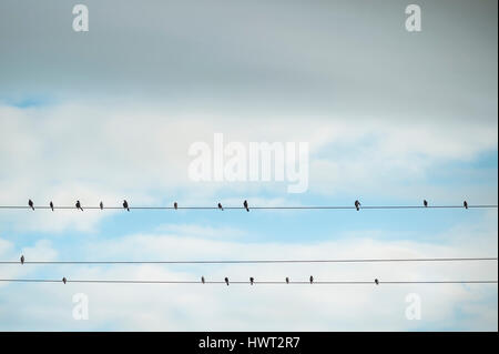 Low angle view of silhouette birds perching on cable Stock Photo