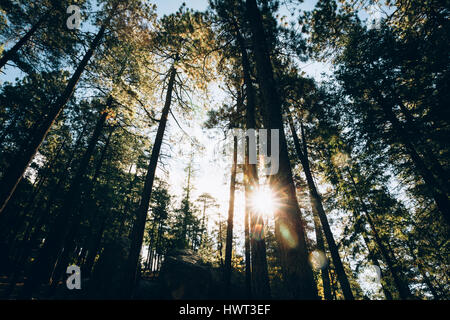 Low angle view of sunlight streaming through trees in forest Stock Photo