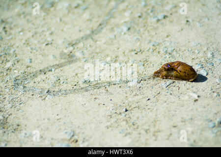 Slug leaving its trail on a dirt road Stock Photo