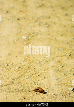 Slug leaving its trail on a dirt road Stock Photo