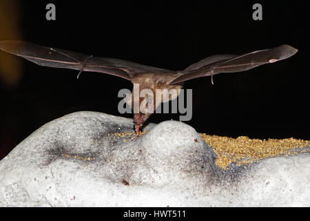 Bat flying and searching for food Stock Photo