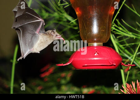 Bat flying and searching for food Stock Photo