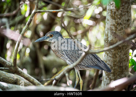 Immature yellow crowned night heron in a mangrove in the Sian Kaan Biosphere Reserve in Punta Allen, Mexico Stock Photo