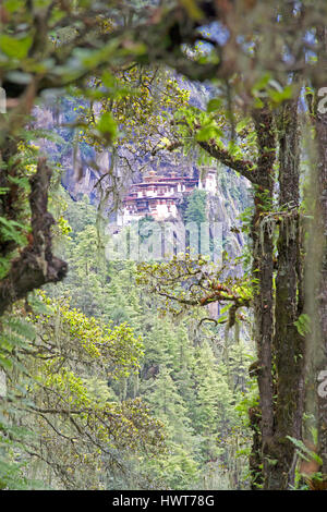 Lichen-covered forest on the climb to Tiger Nest Monastery Stock Photo