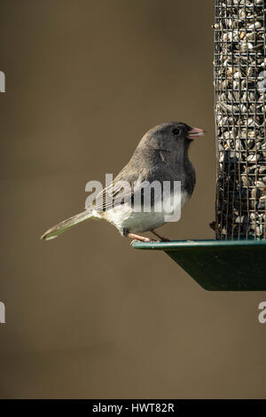 Dark-eyed Junco on seed feeder. Stock Photo