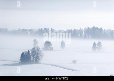Morning fog in winter over Loisach Moor, Loisachtal near Großweil, Upper Bavaria, Bavaria, Germany Stock Photo