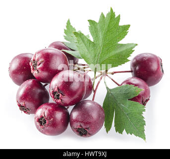 Hawthorn berries isolated on white background. Stock Photo