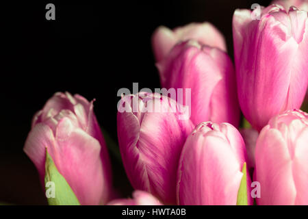 Bouquet of pink tulips close up photo. Stock Photo