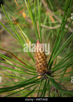 New maritime pine cones. Stock Photo