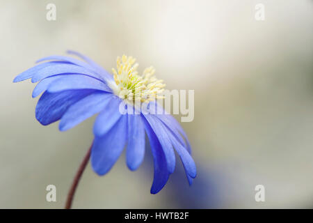 Close-up image of the delicate, blue, spring flowering Anemone blanda flower also known as the winter windflower, taken against a soft background. Stock Photo