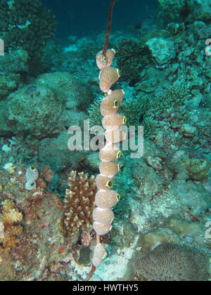 String of several  life sea squirts ( Ascidiacea ) Didemnum molle underwater Stock Photo