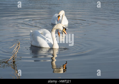 Pair of mute swans (Cygnus olor) Stock Photo