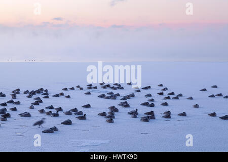 Branta canadensis (Canada Geese) covered in frost sitting on a frozen Lake Ontario at sunrise. Oakvile, Ontario, Canada. Stock Photo