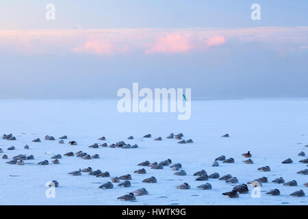 Branta canadensis (Canada Geese) covered in frost sitting on a frozen Lake Ontario at sunrise. Oakvile, Ontario, Canada. Stock Photo