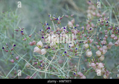 Tiny purple flowers - spring in Joshua Tree Stock Photo