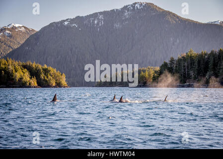 Orca Pod in Sitka Sound Stock Photo