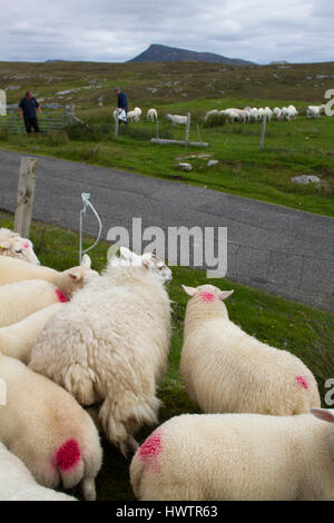 Hand clipping and machine sheering cross breed sheep for textile industry including for Harris tweed on remote part of The Uists . Crofting . Stock Photo