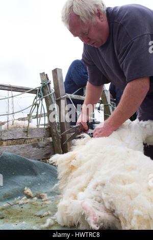 Hand clipping and machine sheering cross breed sheep for textile industry including for Harris tweed on remote part of The Uists . Crofting . Stock Photo