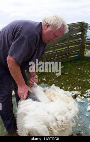 Hand clipping and machine sheering cross breed sheep for textile industry including for Harris tweed on remote part of The Uists . Crofting . Stock Photo