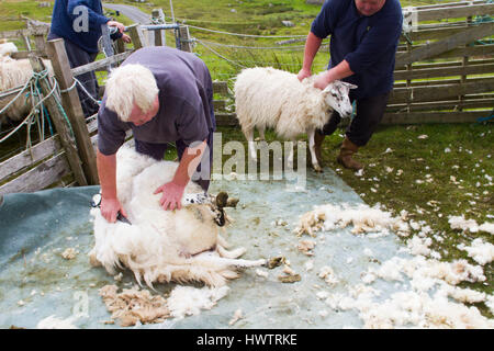 Hand clipping and machine sheering cross breed sheep for textile industry including for Harris tweed on remote part of The Uists . Crofting . Stock Photo