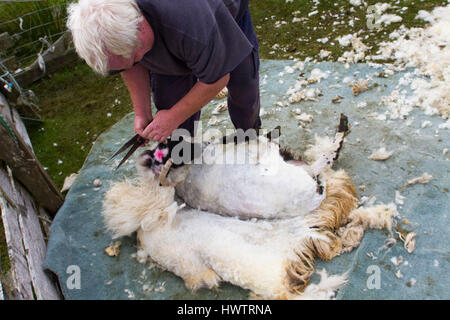 Hand clipping and machine sheering cross breed sheep for textile industry including for Harris tweed on remote part of The Uists . Crofting . Stock Photo